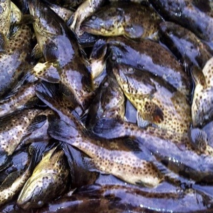Ikan Kerapu Cantang konsumsi (500 -1000 gr/ekor)